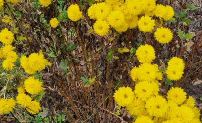 Купить дом в деревне, Ромашка-87, 5 соток. Фото 14