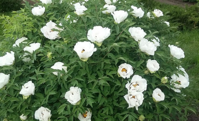 Купить дом, Быхов, ул Куйбышева дом 45, 8 соток. Фото 11