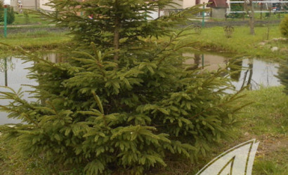 Купить дом, Кобрин, г. Кобрин, 12.36 соток. Фото 38