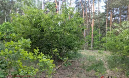  1-этаж.(90.6 м2), Чернавчицы(СТ Сосновый массив)