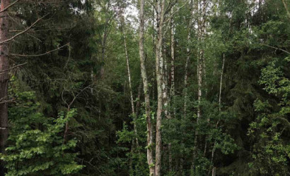 Купить участок, Мончаки, Лесная, 15 соток. Фото 15