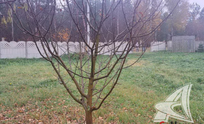 Купить участок, Брест, Знаменский с/с, 4.87 соток. Фото 2