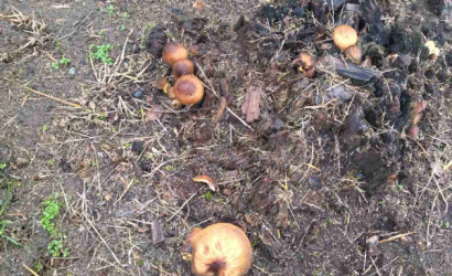 Купить дом, Гомель, Быховская,51. Гомельская обл. город Гомель, Белоруссия, 7.82 соток. Фото 10