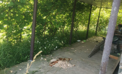 Купить дачу, Городок, Садовое товарищество Лесное, 12.5 соток. Фото 6