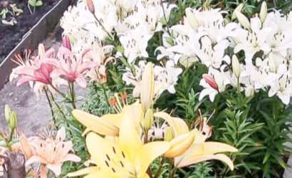 Купить дачу, Приозерное, 5 соток. Фото 14