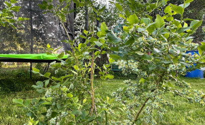 Купить дачу, Заболотье, С.т. Вяселка-1990, 5.82 соток. Фото 10