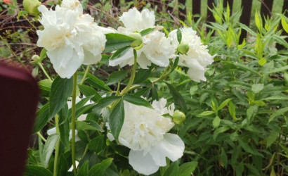 Купить дом в деревне, Сосны-Сад, 4.1 соток. Фото 15