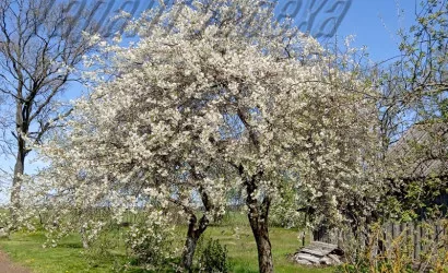  1-этаж.(100.3 м2), Бакуны(Линовский с/с)