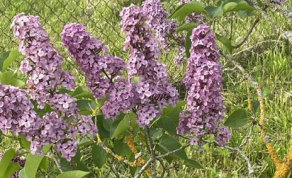 Купить дом, Ошмяны, Интернациональная ул., 3, 23 соток. Фото 27