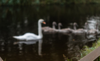 Снять на сутки агроусадьбу, Кадыш, 16. Фото 19