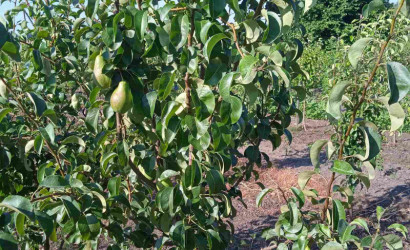 Продажа помещения, Рудка, Советская,  142.4 кв.м.. Фото 19