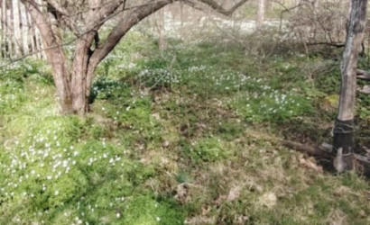 Купить дом, Новые Терушки, Лесная ул., 25 соток. Фото 18