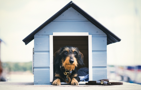 В Беларуси появился список животных, которых нельзя держать дома