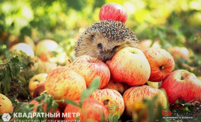 Купить участок, Ивонцевичи, СТ Ивонцевичи, 10.16 соток. Фото 8