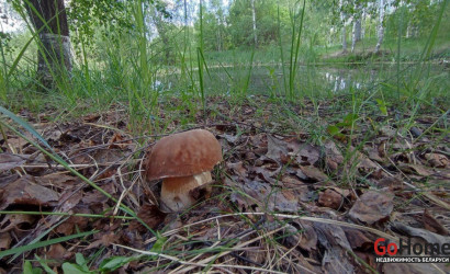 Купить участок, Чуденичи, Полевой пер., 3, 12 соток. Фото 10