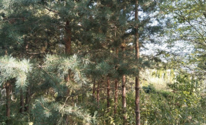 Купить дом, Осиновка, 1-й Осиновский, 3, 24.99 соток. Фото 12