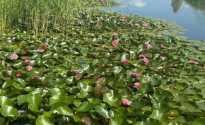 Купить коттедж, Клюковка, Витебская, 100 соток. Фото 35