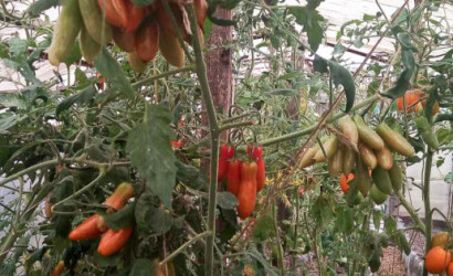 Купить дачу, Приозерное, 5 соток. Фото 15