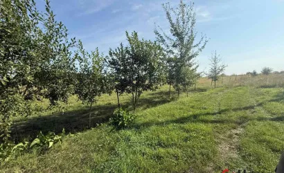  50.4 м2, Новицкие