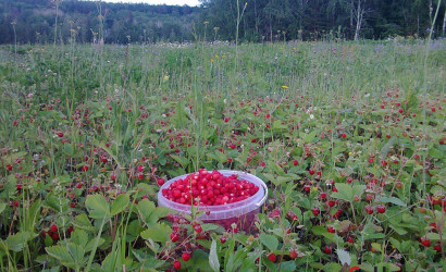 Купить участок, Ивонцевичи, СТ Ивонцевичи, 10.16 соток. Фото 9