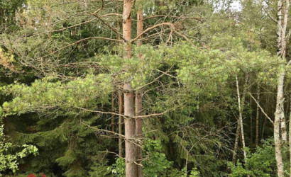 Купить участок, Мончаки, Лесная, 15 соток. Фото 12