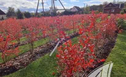 Купить дом, Рыбна, Киселевецкий с/с, 25 соток. Фото 8