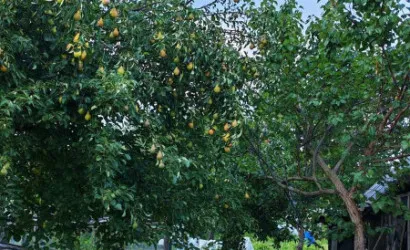  Купить дом