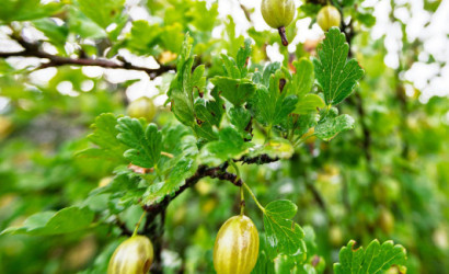 Купить дачу, СТ Восход-91, 20 соток. Фото 28