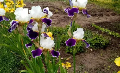  1-этаж.(19.3 м2), Гродно(Новики 2/32)