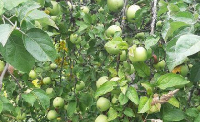 Купить участок, Винорово, Лесная ул., 29, 22 соток. Фото 14