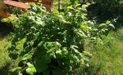 Купить дачу, Песчаное, 5.99 соток. Фото 22