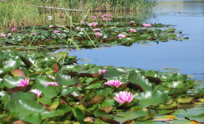 Купить коттедж, Клюковка, Витебская, 100 соток. Фото 20