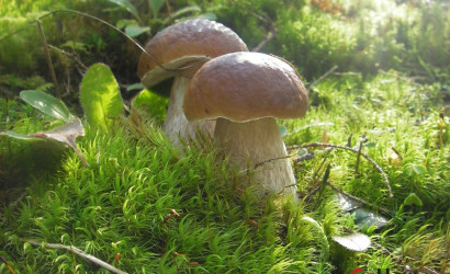 Купить участок, Ивонцевичи, СТ Ивонцевичи, 10.16 соток. Фото 5