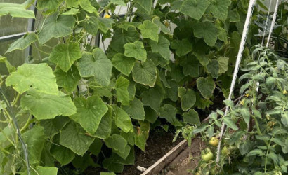 Купить дачу, Витебск, 5 соток. Фото 6