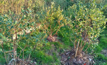 Купить дом, Тобулки, Южная, 25 соток. Фото 10