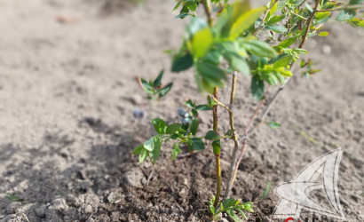 Купить дом в деревне, Збунин, Знаменский с/с, 24.98 соток. Фото 10