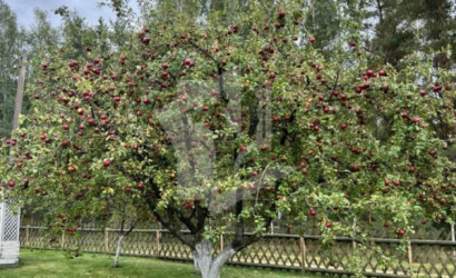 Купить дом в деревне, Строитель-ремонтник, 8 соток. Фото 23