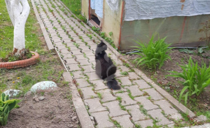 Купить дом, Петришки, 18 соток. Фото 17