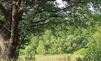 Купить дом, Горовые, Набережная, 47.9 соток. Фото 10