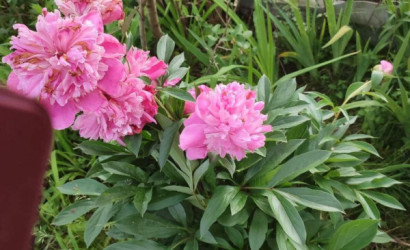 Купить дом в деревне, Сосны-Сад, 4.1 соток. Фото 16