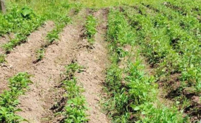 Купить дом, Витебск, Янопольская 1-я ул., 15 соток. Фото 4