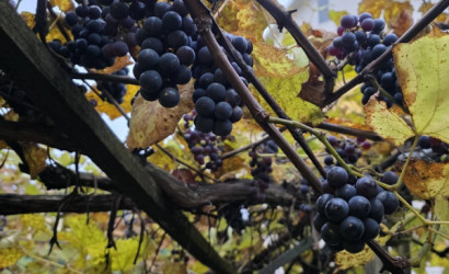 Купить коттедж, Витебск, 13-я Полоцкая ул., 7 соток. Фото 24