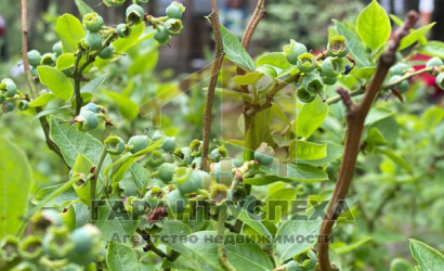 Купить участок, Лешница, Радваничский с/с, 5.85 соток. Фото 7