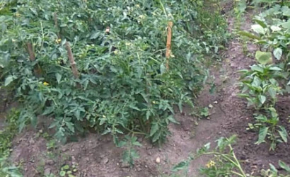 Купить дачу, Руденск-2, СТ ВЕРАС81, 5 соток. Фото 11