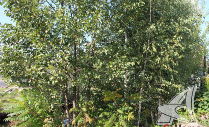 Купить дом, Брест, Сад. товарищества, 7.87 соток. Фото 26