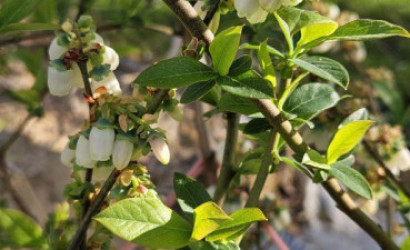 Купить участок, Яловица, СТ \\\\\\\