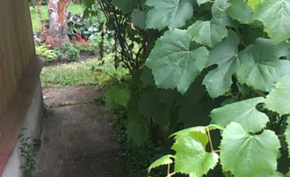 Купить дачу, Руденск-2, СТ ВЕРАС81, 5 соток. Фото 5