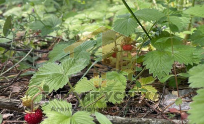 Купить участок, Лешница, Радваничский с/с, 5.85 соток. Фото 6