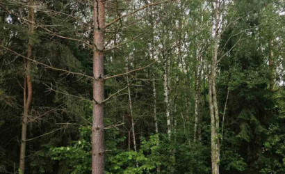 Купить участок, Мончаки, Лесная, 15 соток. Фото 14