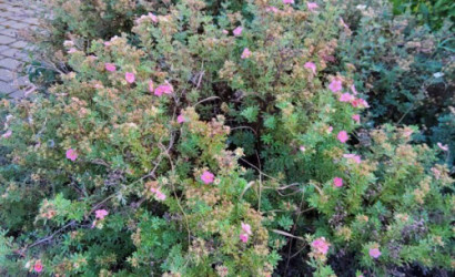 Купить дом, Новое Поле, Зеленая ул., 15.24 соток. Фото 22